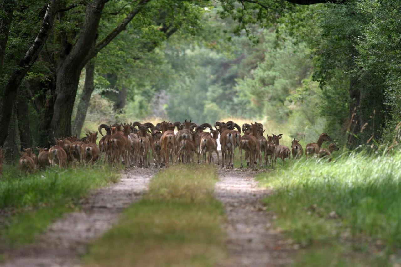 Le Petit Des Moyens-ducs * Josnes